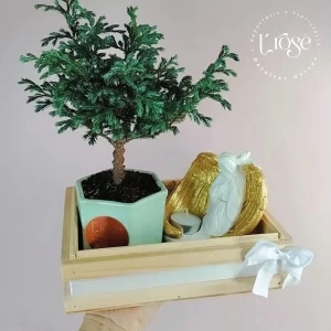 #510  Caja condolencias con bonsai y angel con vela